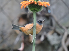 Diglossa baritula