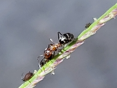 Dorymyrmex bicolor