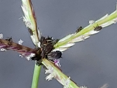 Dorymyrmex bicolor