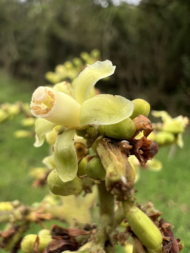 Ruagea pubescens