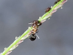 Dorymyrmex bicolor