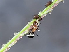 Dorymyrmex bicolor
