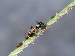 Dorymyrmex bicolor