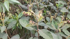 Varronia cylindrostachya