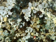 Atriplex polycarpa
