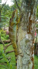Anolis fraseri