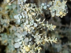 Atriplex polycarpa