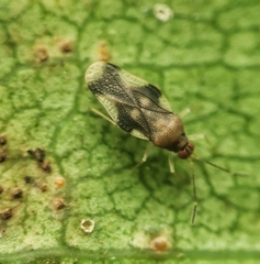Eteoneus peroronus
