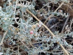 Atriplex polycarpa