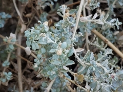 Atriplex polycarpa
