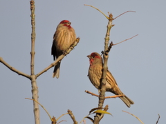 Haemorhous mexicanus
