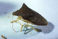 Microcentrus perditus