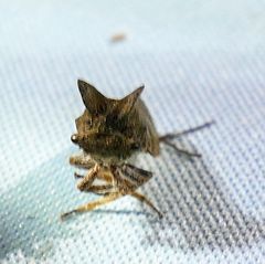 Microcentrus perditus