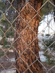 Pinus