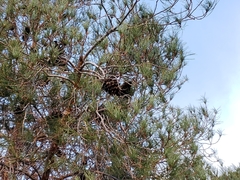 Pinus