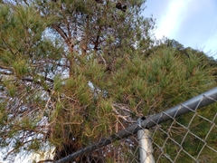 Pinus