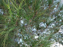Pinus