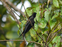 Psalidoprocne pristoptera