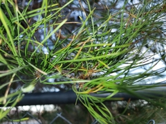 Pinus