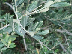 Olea