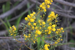 Acacia spathulifolia