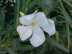 Nerium oleander