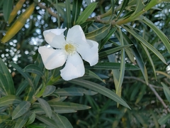 Nerium oleander