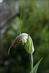 Pterostylis decurva