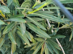 Nerium oleander