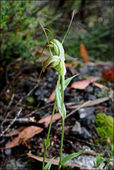 Pterostylis decurva