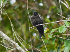 Psalidoprocne pristoptera