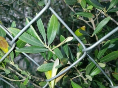 Olea