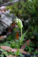 Pterostylis decurva