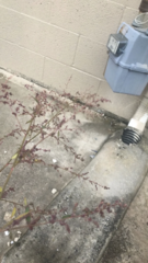 Rumex acetosa acetosa