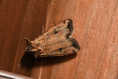 Euxoa ochrogaster