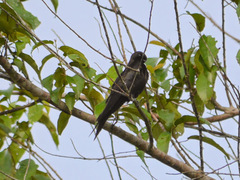 Psalidoprocne pristoptera