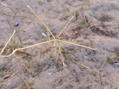 Cynodon dactylon