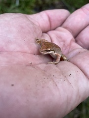 Pseudacris hypochondriaca