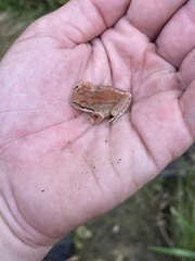 Pseudacris hypochondriaca