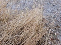 Poaceae