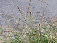 Cynodon dactylon