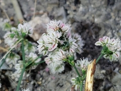 Eriogonum deflexum