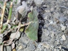 Eriogonum deflexum