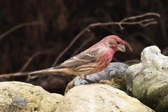 Haemorhous mexicanus