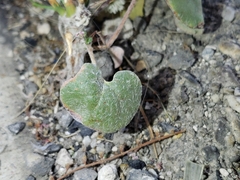 Eriogonum deflexum