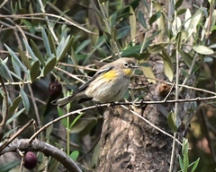 Setophaga coronata