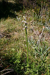 Prasophyllum suttonii