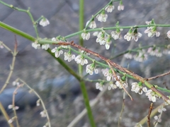 Eriogonum deflexum