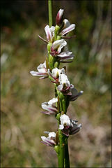 Prasophyllum suttonii