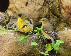 Spinus psaltria